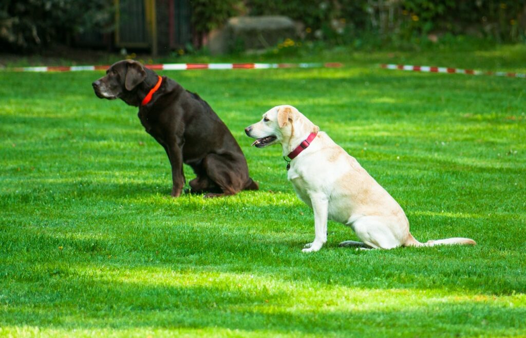 Zwei Hunde üben Rally Obedience auf einer Wiese beim SV OG Holtriem. Hundesport in Holtriem für alle Hunderassen