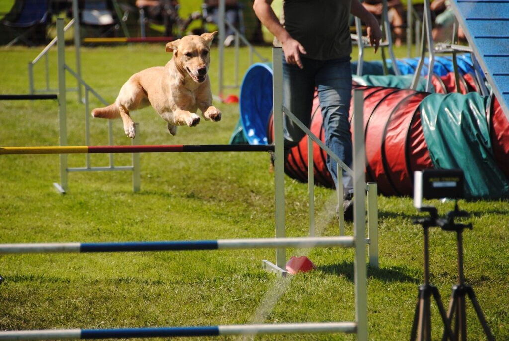 Hund läuft durch einen Agility-Tunnel auf einem Trainingsplatz beim SV OG Holtriem in Wilmsfeld.