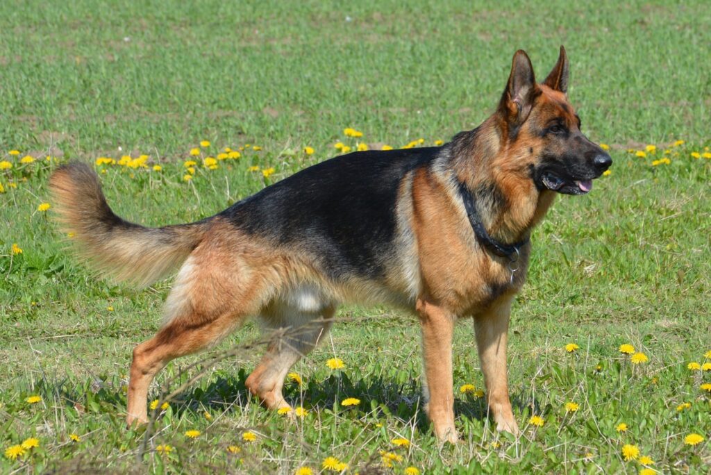 Schutzhundeausbildung deutscher Schäferhund